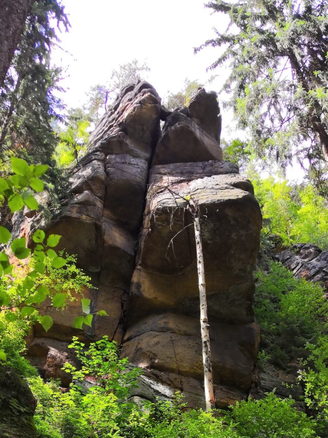 Elbsandsteingebirge - Ein Baum hält die Felsformationen, die wie wilde Pferdeköpfe ausschauen.